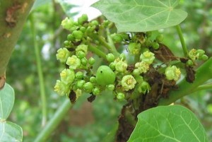 Jatropha_curcas