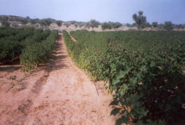 Jatropha-Plantation-Deseart