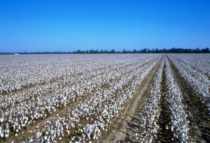 Cotton_Egypt