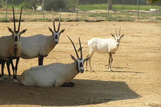 Al-Areen Wildlife Park in the only protected area on land in Bahrain, and is spread over 400 hectares