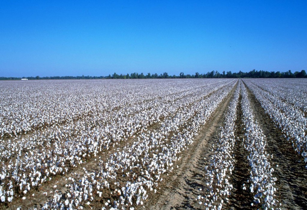 Cotton_Biomass