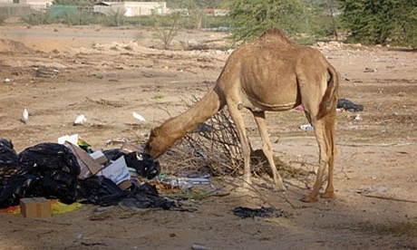 camel-plastic-wastes