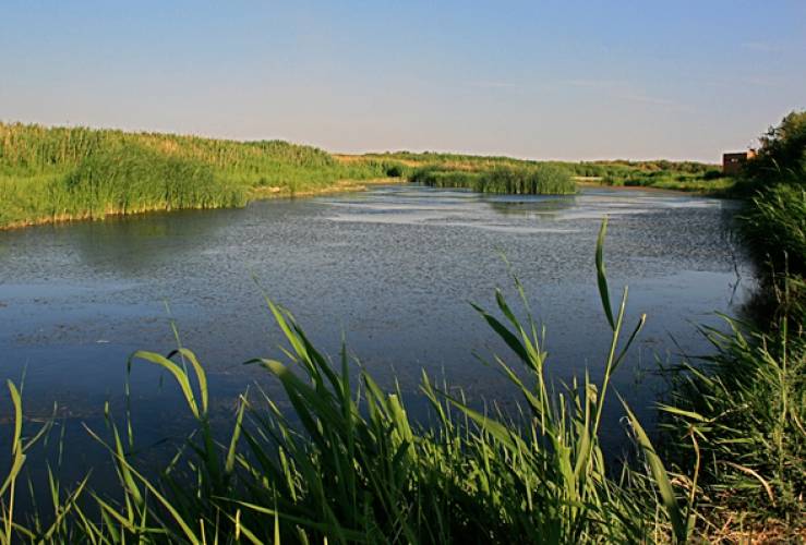 azraq wetland in jordan