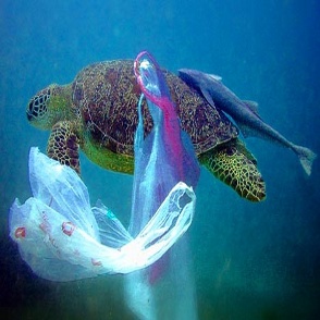plastic ingestion by marine organisms