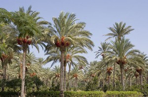 date-palm-biomass