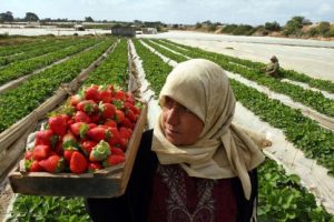 agriculture-palestine