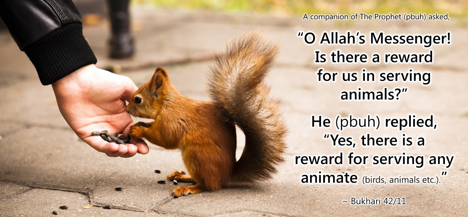 Islamic Teachings on Animal Welfare | EcoMENA