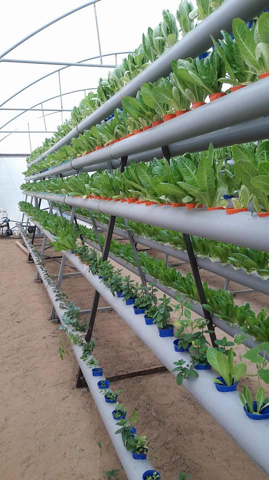 Urban and Periurban Agriculture in Gaza Perspectives