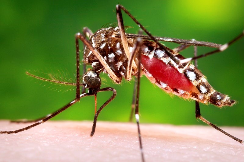 mosquito-control-measures