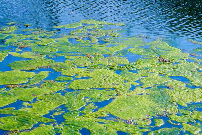 environmental impacts of algal blooms